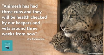 Snow leopard cubs born at Highland Wildlife Park