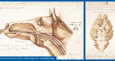 Study into original Veterinary Surgeons Act