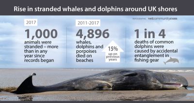 Cetacean strandings on the rise in the UK