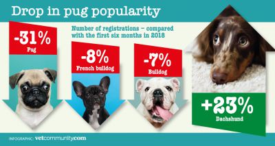 New figures show fall in popularity of pugs, bulldogs and French bulldogs