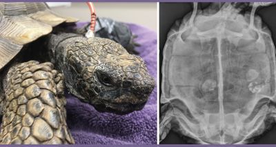 Exotics vets treat 61-year-old tortoise for bladder stones