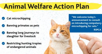 RSPCA welcomes cat microchipping consultation