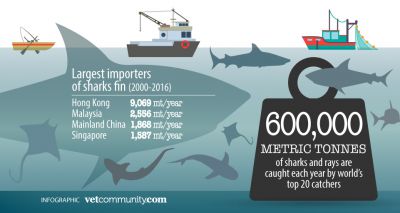 Report lists the world’s top 20 shark and ray catchers