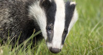 Badger cull rolled out to 11 new areas