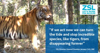 ZSL launches appeal to double wild tiger numbers in Nepal