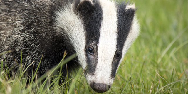 BVA responds to new badger cull study