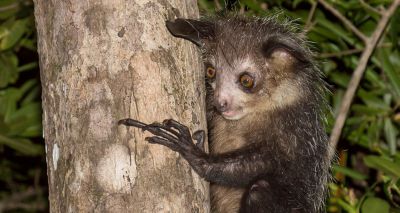 Researchers discover aye-aye’s ‘pseudothumb’