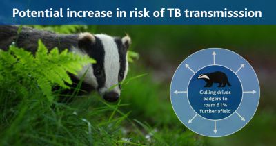 Does badger culling drive individuals further afield?