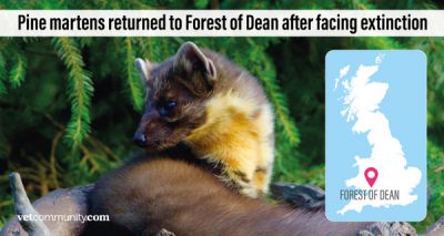 Elusive pine marten returns to the Forest of Dean