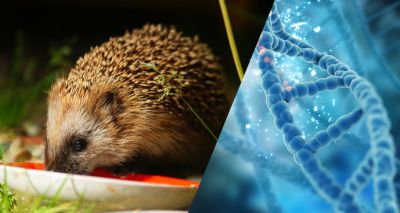 Genomes of British wildlife to be mapped