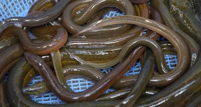 Further pressure on endangered eels