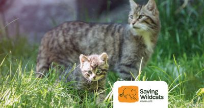 Scottish wildcats given lifeline