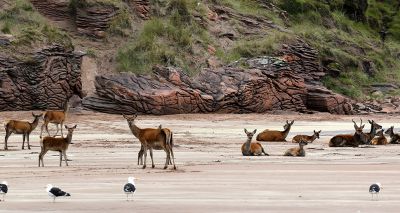 Red deer responding to climate change