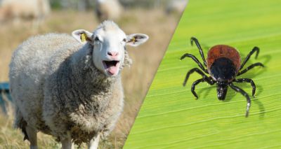 Emerging tick-borne parasite identified in Scottish sheep