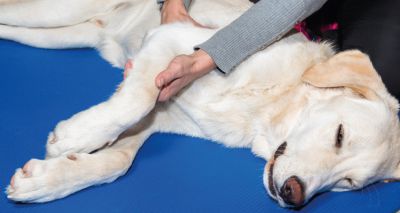 Technique to determine healthy joint behaviour