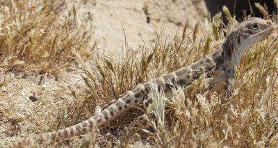 Non-invasive sampling enhances reptile conservation