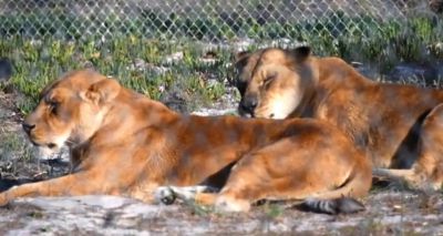 British Airways opens rescued lion enclosure