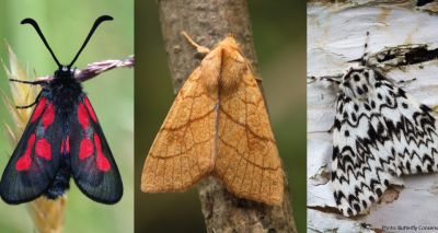 Britain and Ireland's moths ‘on the move’