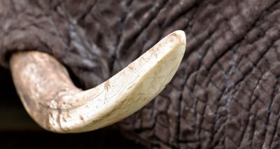 High Court rejects ivory ban challenge