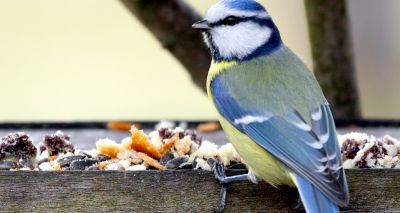 Christmas cooking fat can be fatal for birds