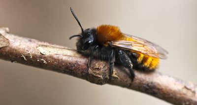 Study sheds light on ground-nesting bee habitats