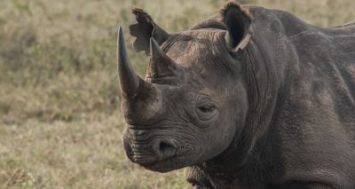 Counter-poaching troops help with black rhino relocation