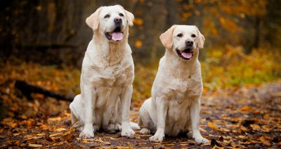 Labrador retriever named Britain’s ‘top dog’