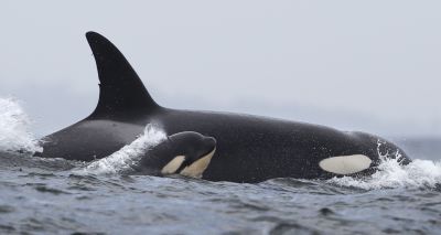 Grandmother killer whales improve survival of calves