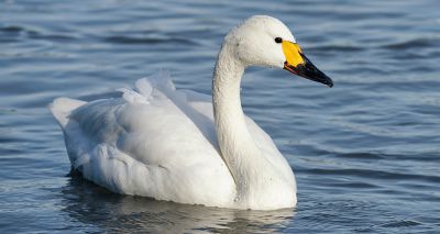 Winter arrives with ‘swanfall’ at Slimbridge