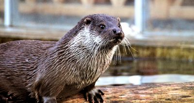 Otter spotted for first time in Birmingham city centre canal