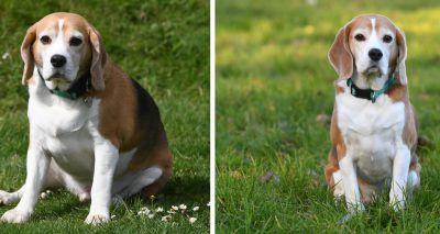 PDSA reveals winners of annual pet slimming competition
