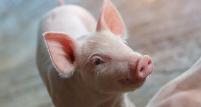 Piglet study shows immune systems differ from a young age