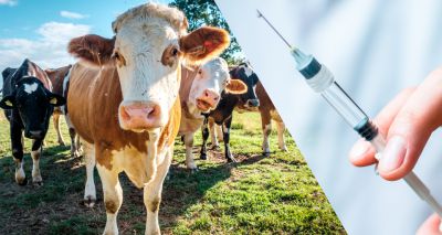 Scientists develop novel Bovine TB vaccine
