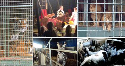 Welsh Assembly Members urged to bring forward circus ban