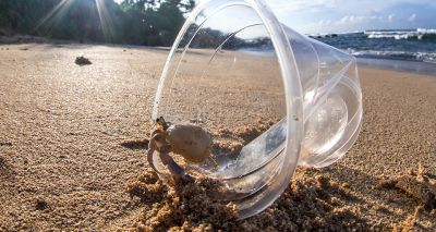 Half a million hermit crabs killed by plastic pollution