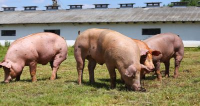 Study reveals replication sites of emerging pig disease