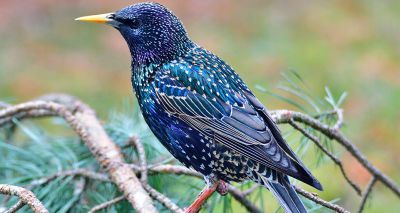 Update on mystery starling deaths