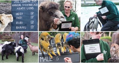 Annual stocktake gets underway at London Zoo