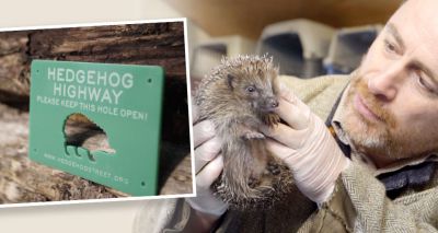 Housebuilder to roll out hedgehog ‘highways’