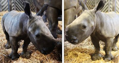 Colchester Zoo announces birth of white rhino calf