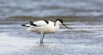 Conservationists welcome new protections for seabirds