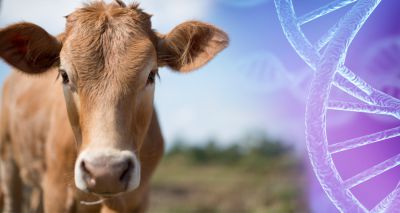 Research into cow DNA could prolong life expectancy