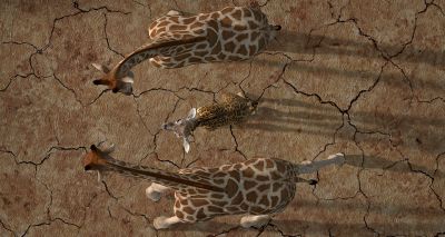 New project trials drones to monitor giraffe populations in Cameroon