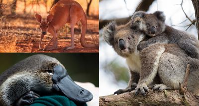 University of Sydney confirms 480 million animals killed in NSW bushfires