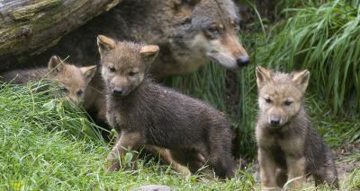 Scientists discover that wolf puppies play fetch