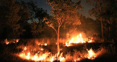 Zoo staff save animals from Australian bushfires