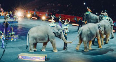 Welsh MPs vote in favour of circus ban