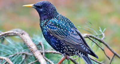 Police confirm suspected cause of Anglesey starling deaths