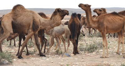 Major cull of feral camels underway