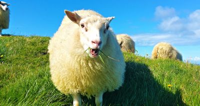 Sheep forage differently depending on how healthy they are, study shows